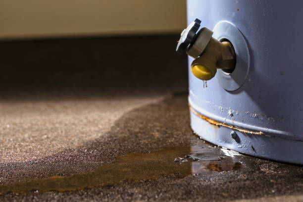 Best Mold removal after water damage  in Brookfield, NJ